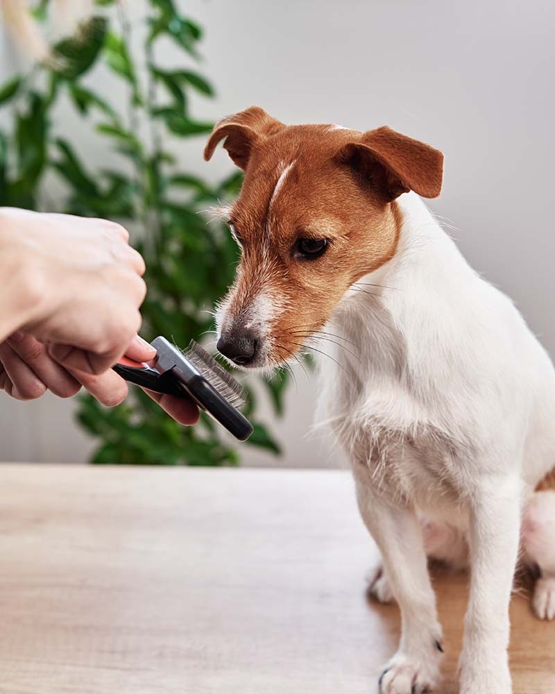 woman-brushing-dog-owner-combing-jack-russell-ter-6G9WBP8.jpg